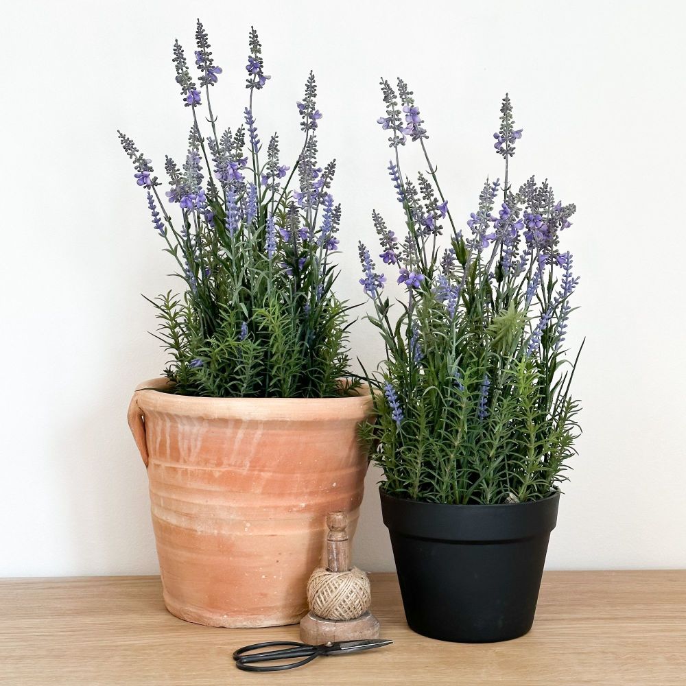 English Lavender in Pot - Large