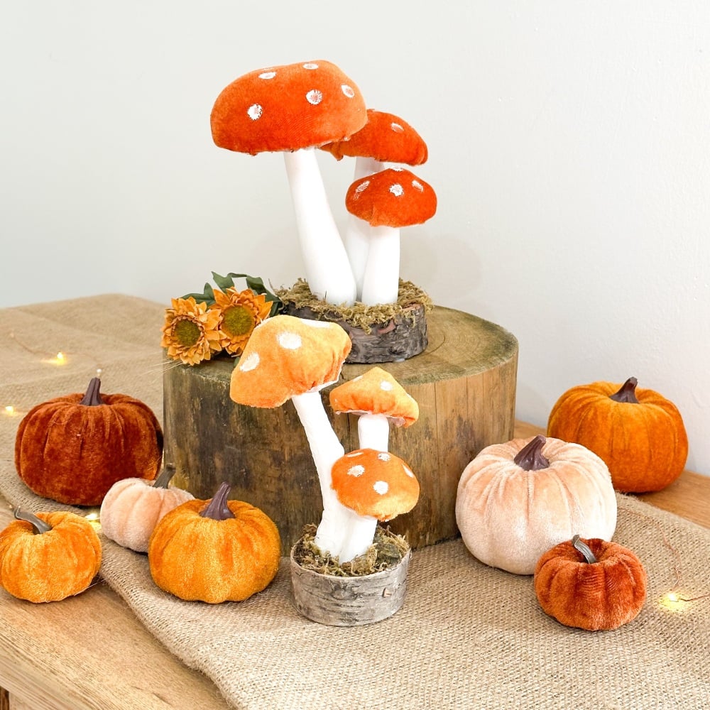 Burnt Orange - Toadstool Display