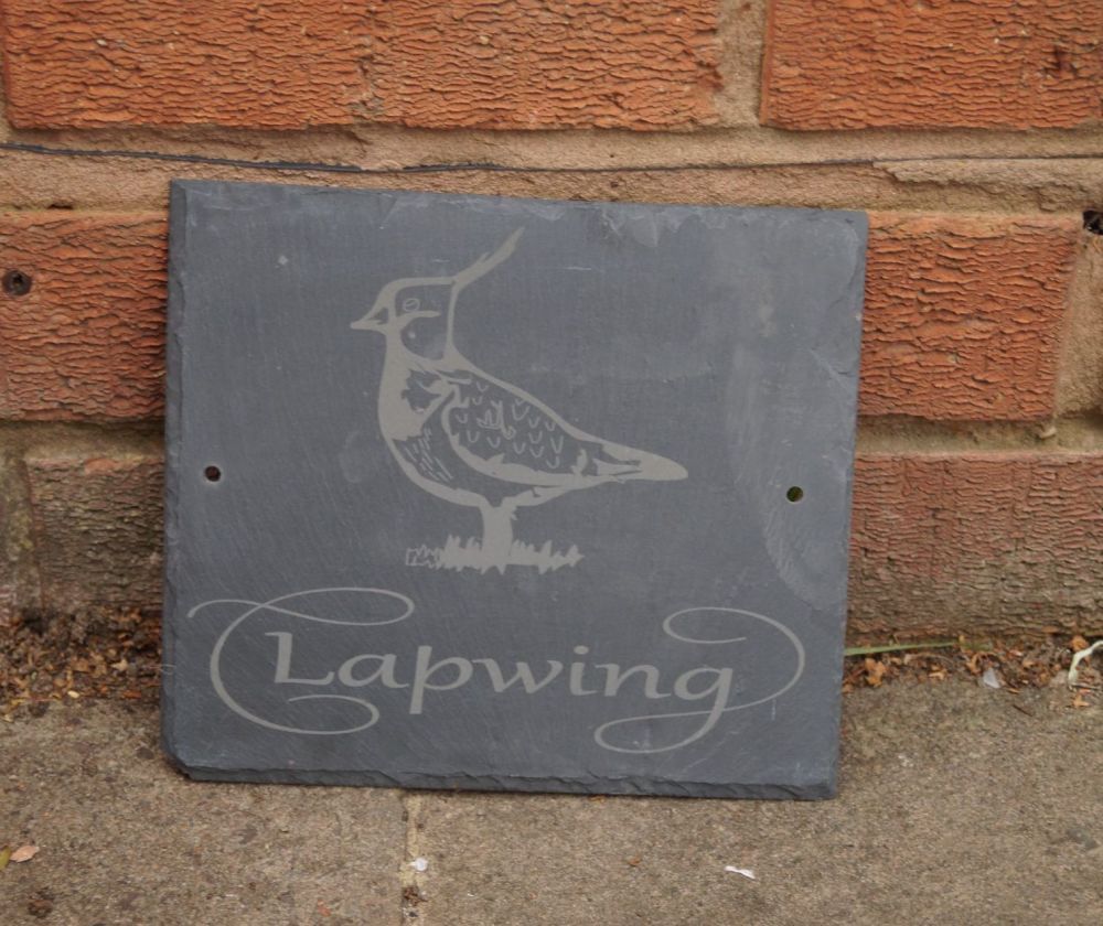 lapwing bird