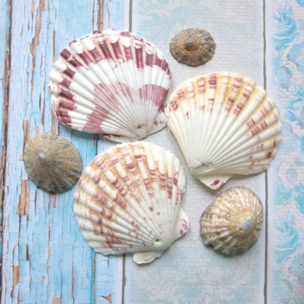 Assorted Scallop Seashells (E5005)