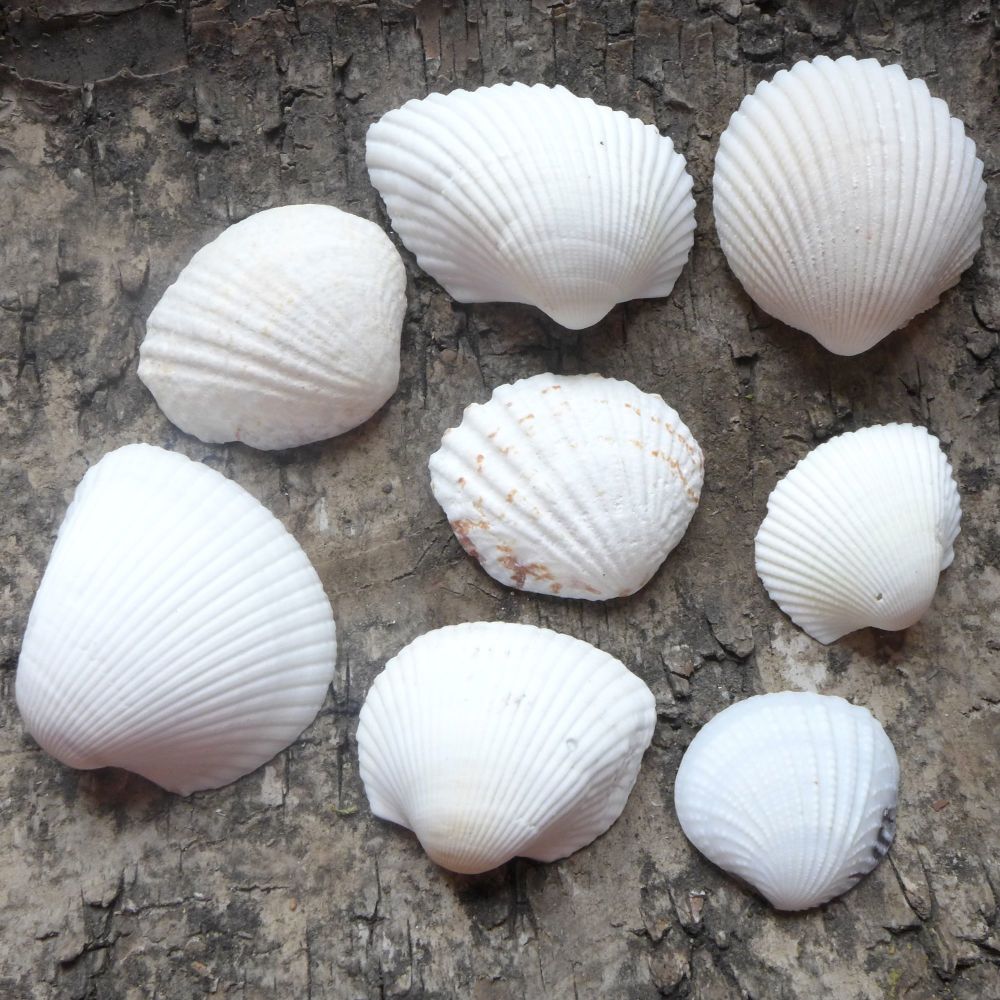 Assorted White Seashells (E5027)