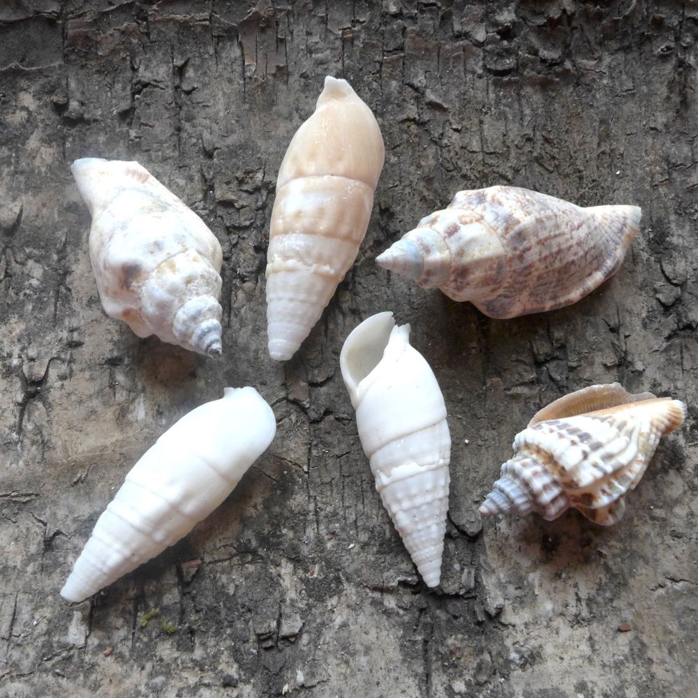 Assorted Cerith Seashells (E5030)