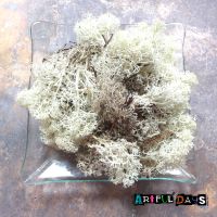 Natural Finland Moss  - Natural 40g Sea Critters Collection