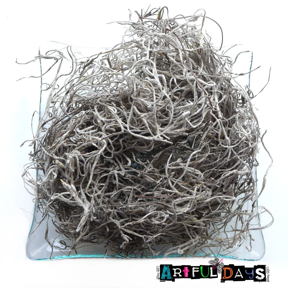 Natural Dry Forest Moss 18g
