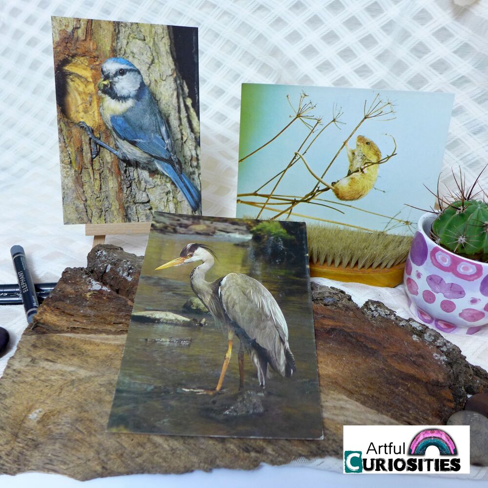 Postcard Trio - Nature-Birds/Mouse AC007