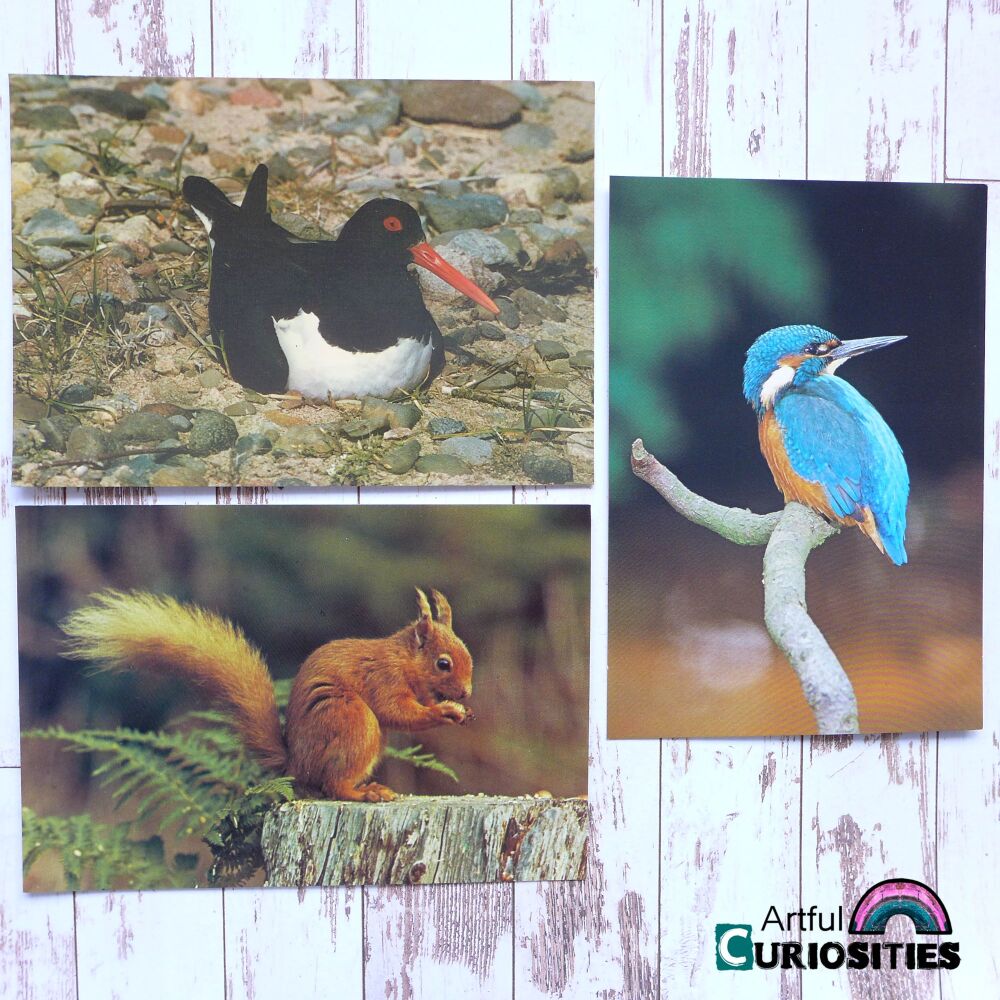 Postcard Trio - Squirrel/Birds - AC106