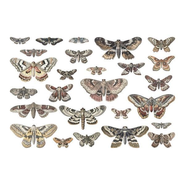 Tim Holtz Halloween Transparencies, Moths (TH94403)