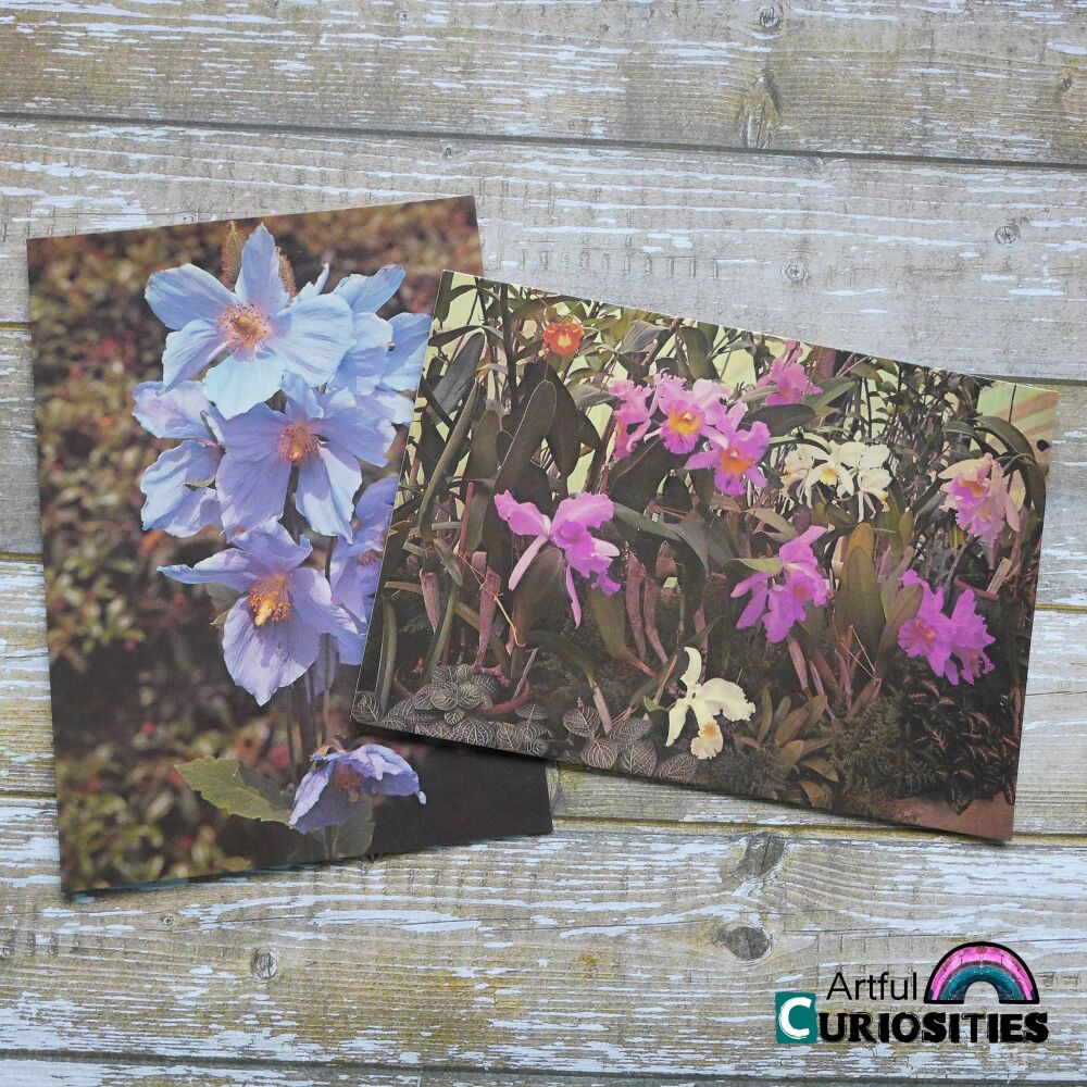 Postcard Pair - Kew Gardens Flowers - AC353