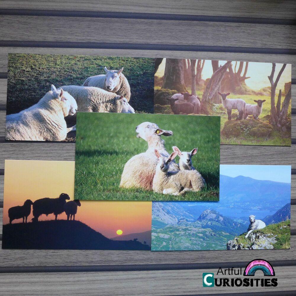 Postcard 5 Pack - Oversized Sheep Postcards  - AC356