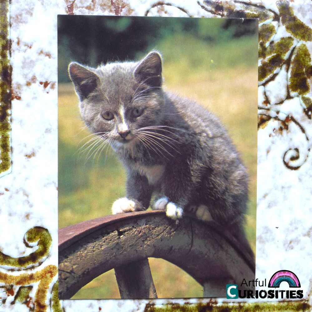Postcard Single - Pipkin the Kitten - AC442
