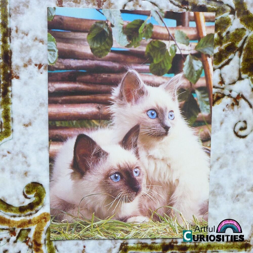 Postcard Single - 2 Cute Ragdoll Kittens- AC443