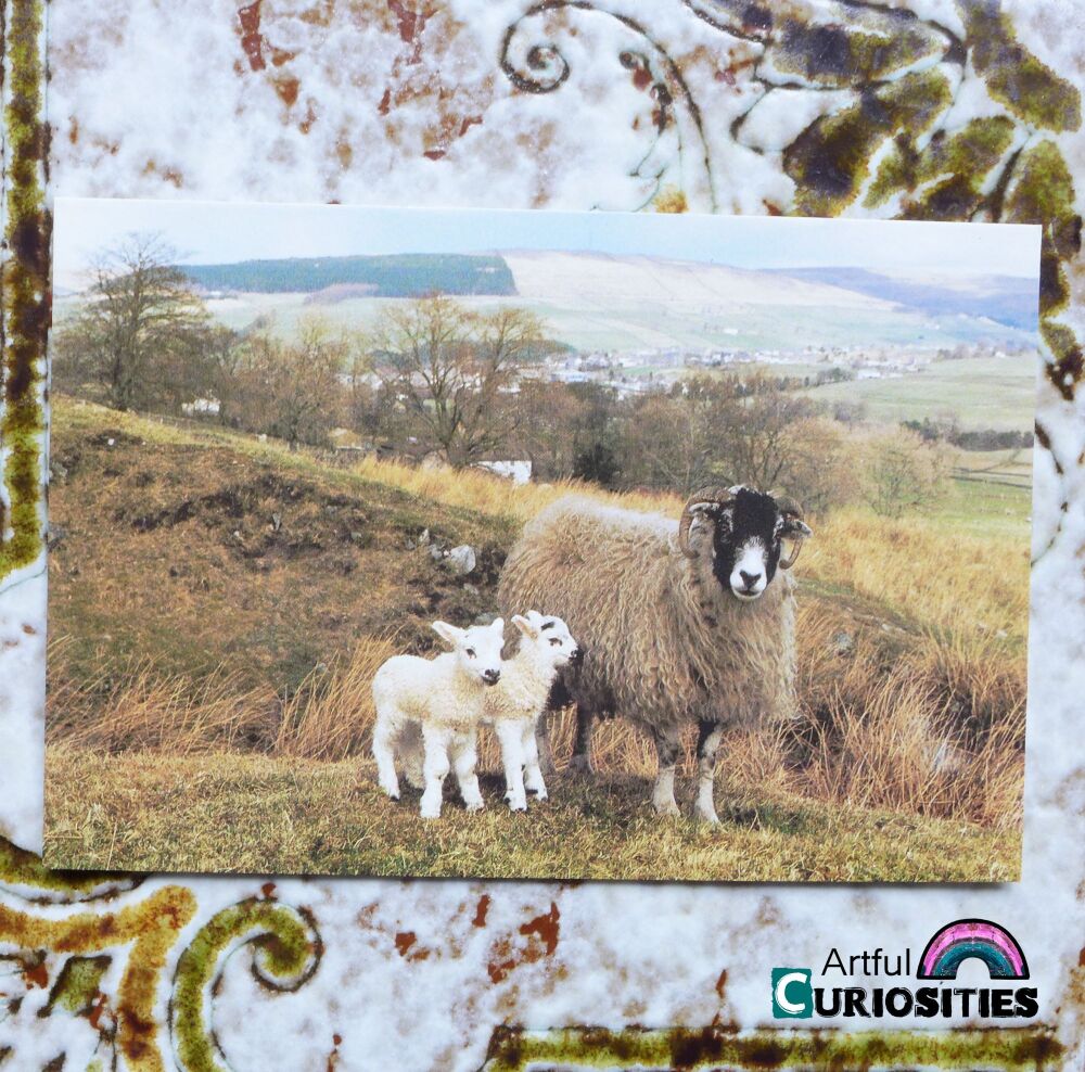 Postcard Single - Swalesdale Sheep & her Lambs - AC444