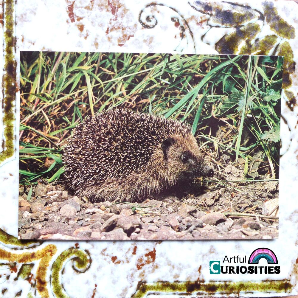 Postcard Single - Little Hedgehog - AC445