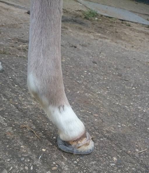 Foal Cuff