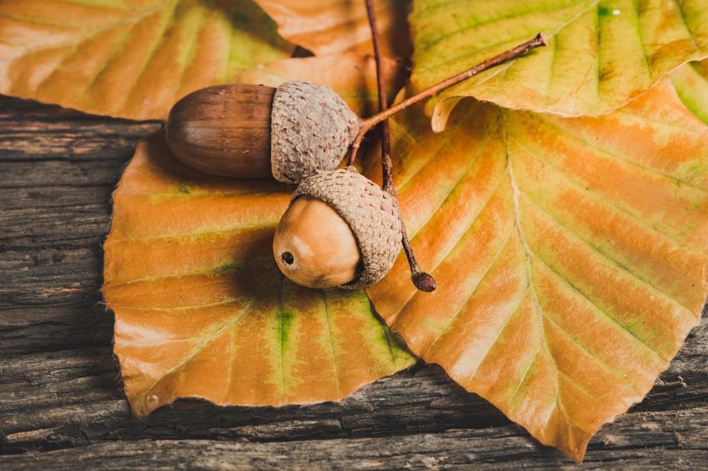 needle felted acorns Friday 26h September 6pm -8pm