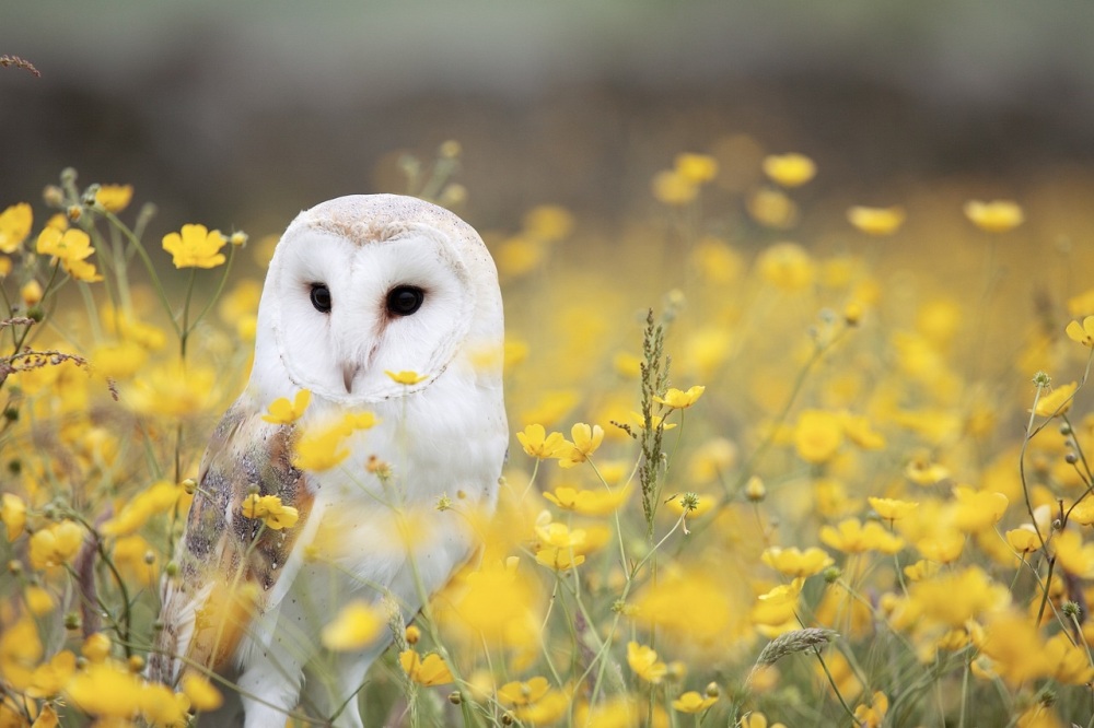 needle felted mini owl workshop Monday 29th September 10am -12.30pm