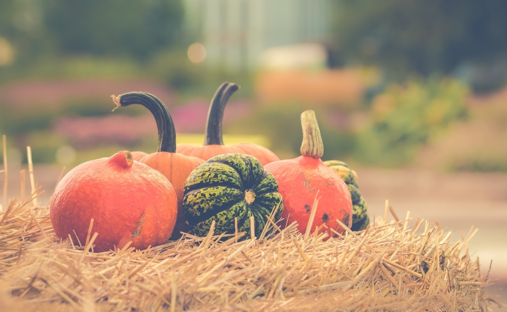 needle felted pumpkins Monday 6th October 6pm -8pm