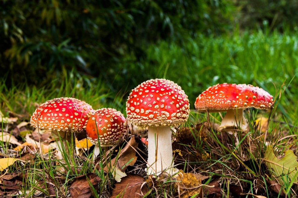 needle felted mushrooms Tuesday 7th October 10am -12noon