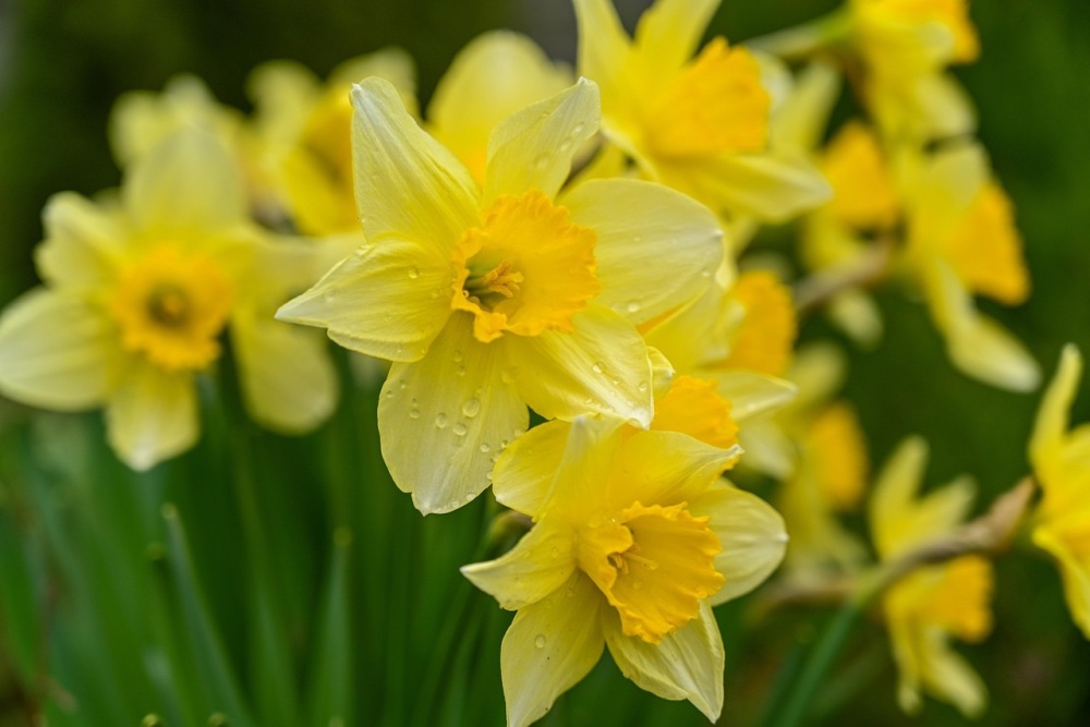 fantasy film daffodils workshop Tuesday 5th  May 10am - 12noon
