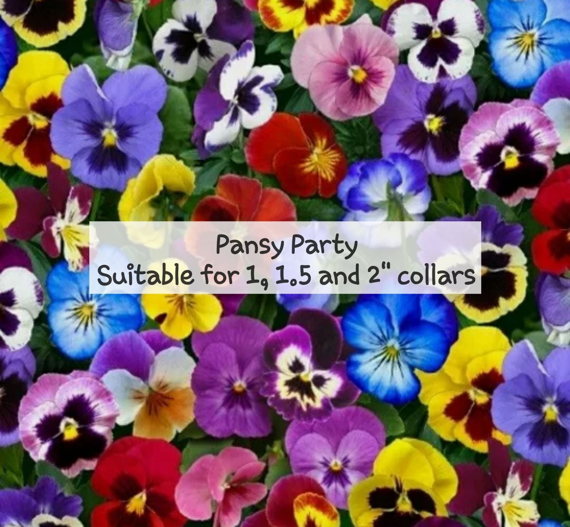 pansy party