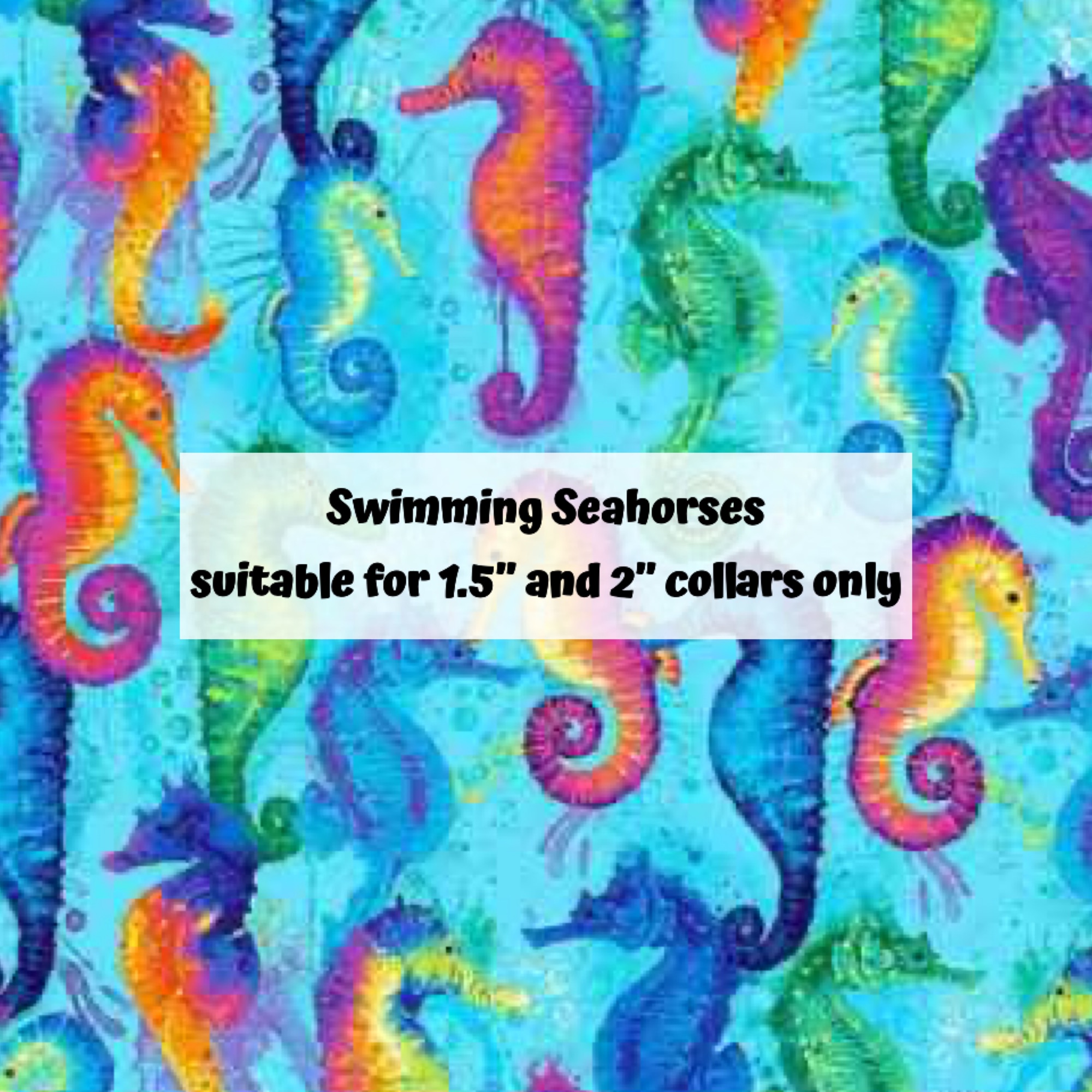 Swimming Seahorses