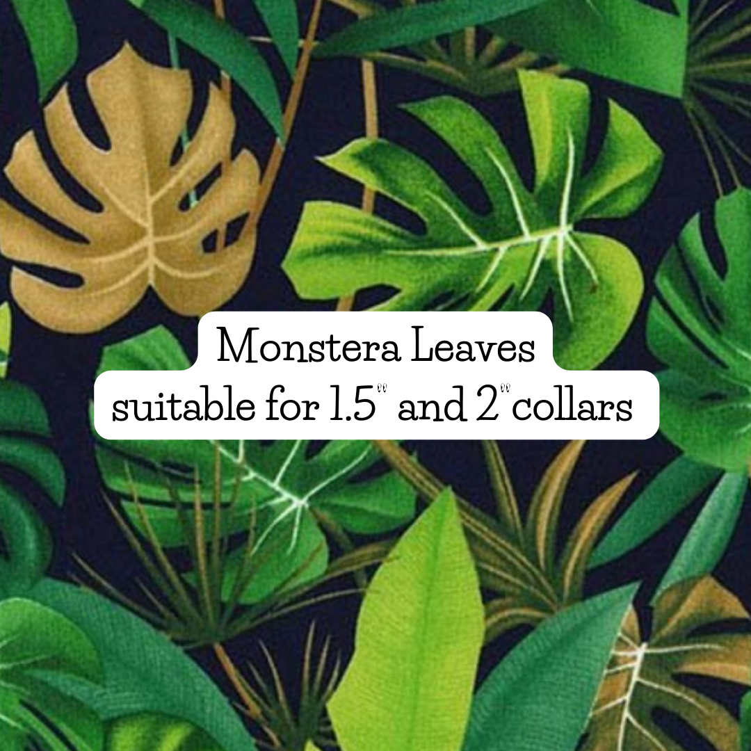 Monstera Leaves