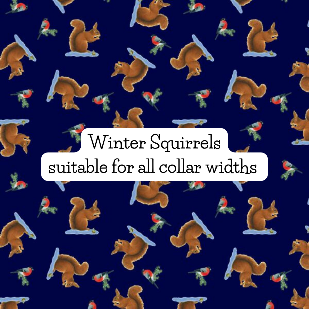 Winter Squirrels