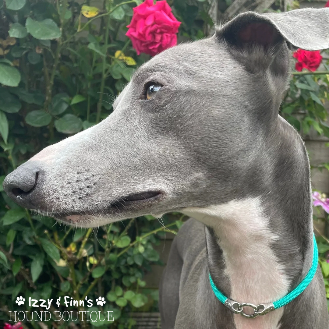 Made to Order - Braided Rope Tag Collar