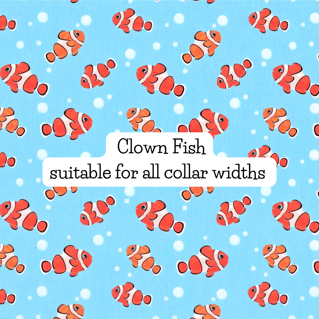 Clown Fish