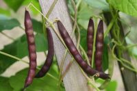 Bean - Blue Shackamaxon