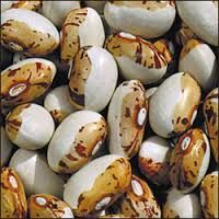 Bean - Dry -Hidatsa Shield