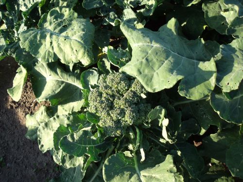 Broccoli - Little Marvel