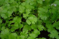 Coriander - Heritage