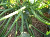 Courgette - Cocozelle