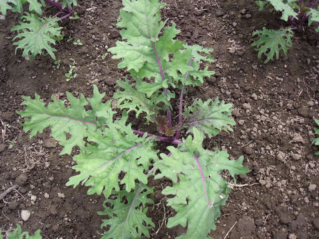 Kale - Red Russian
