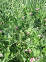 Pea - Henry's Dwarf Sugar Snap