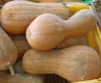 Pumpkin - Chucks Winter