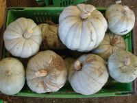 Pumpkin - Crown Type