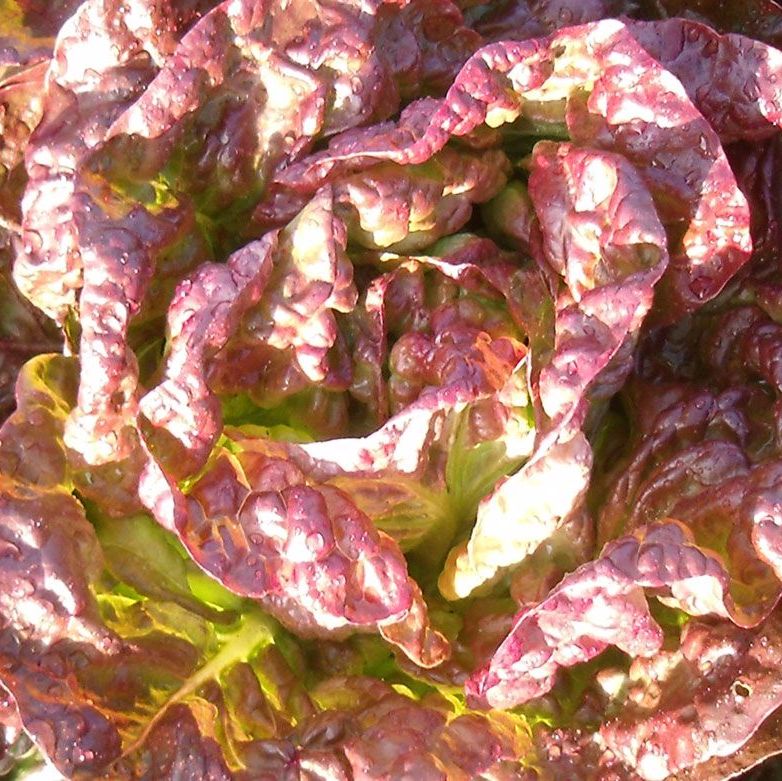 Lettice - Mignonette