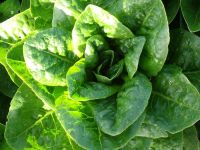 Lettuce - Odell's