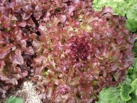 Lettuce - Red Salad Bowl