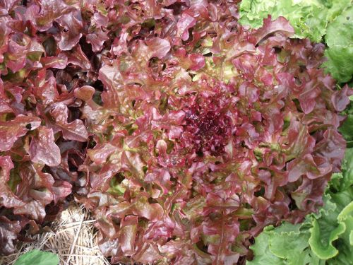 Lettuce - Red Salad Bowl