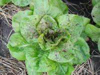 Lettuce - Speckled