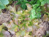 Lettuce - St. Vincent