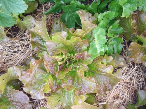 Lettuce - St. Vincent