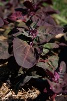 Orach - Red