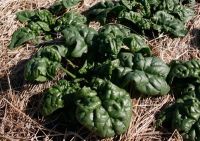 Spinach - Bloomsdale