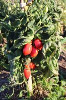 Tomato Roma
