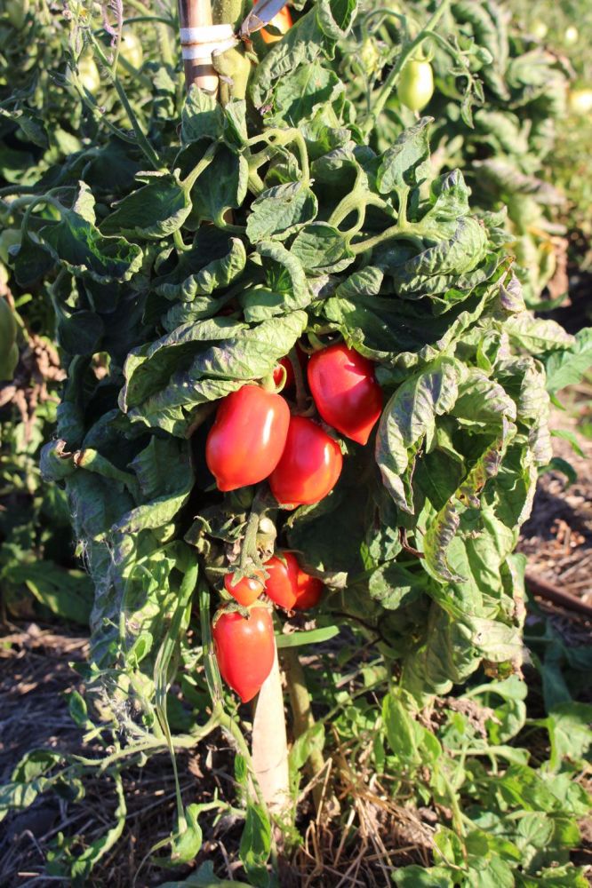 Tomato Roma
