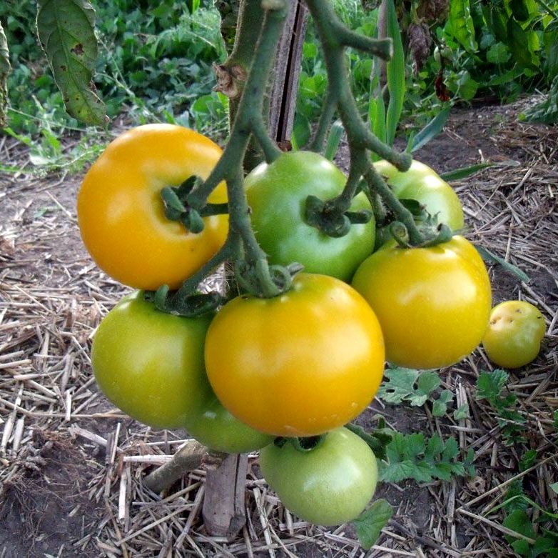 Tomato - Scottish Yellow